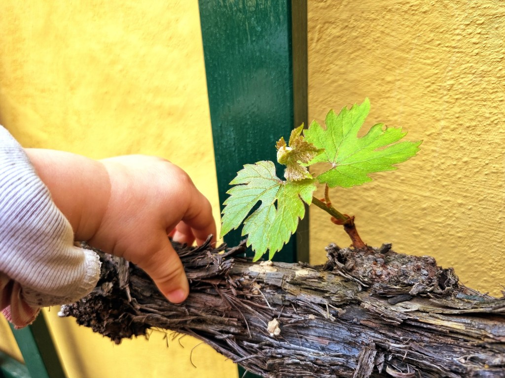 Wie ich auf ein Katzengeschrei verzichtet habe. Auch Beethoven zuliebe // Strolling Kin&nbsp;#14